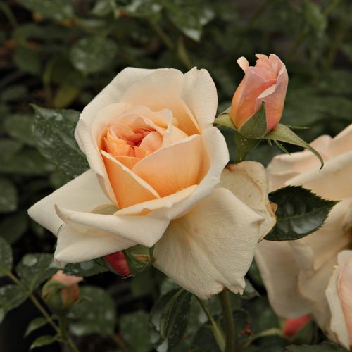 Rosa Ausjolly - rózsaszín - Angolrózsa virágú- magastörzsű rózsafa- bokros koronaforma